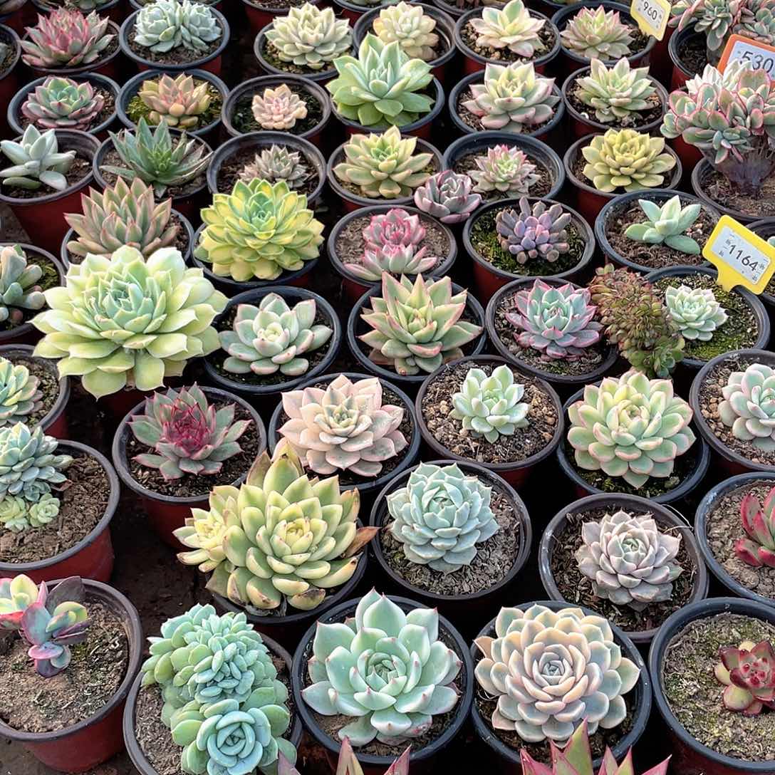 绿***风237两个一组多肉植物