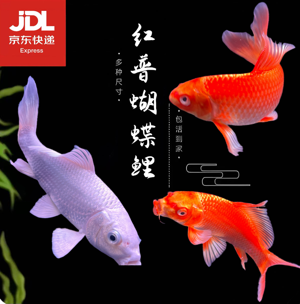 活体观赏鱼吃鱼淡水鱼冷水鱼蝴蝶鲤食人鱼白色蝴蝶鲤