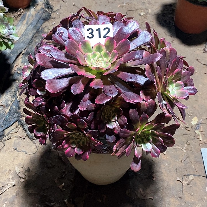 法师植物一物一拍12345678