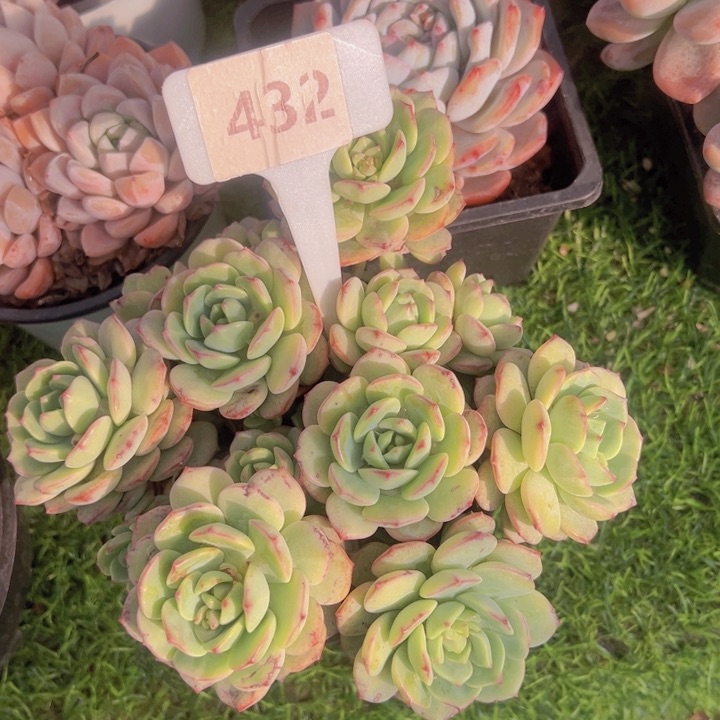 健健康康平平安安