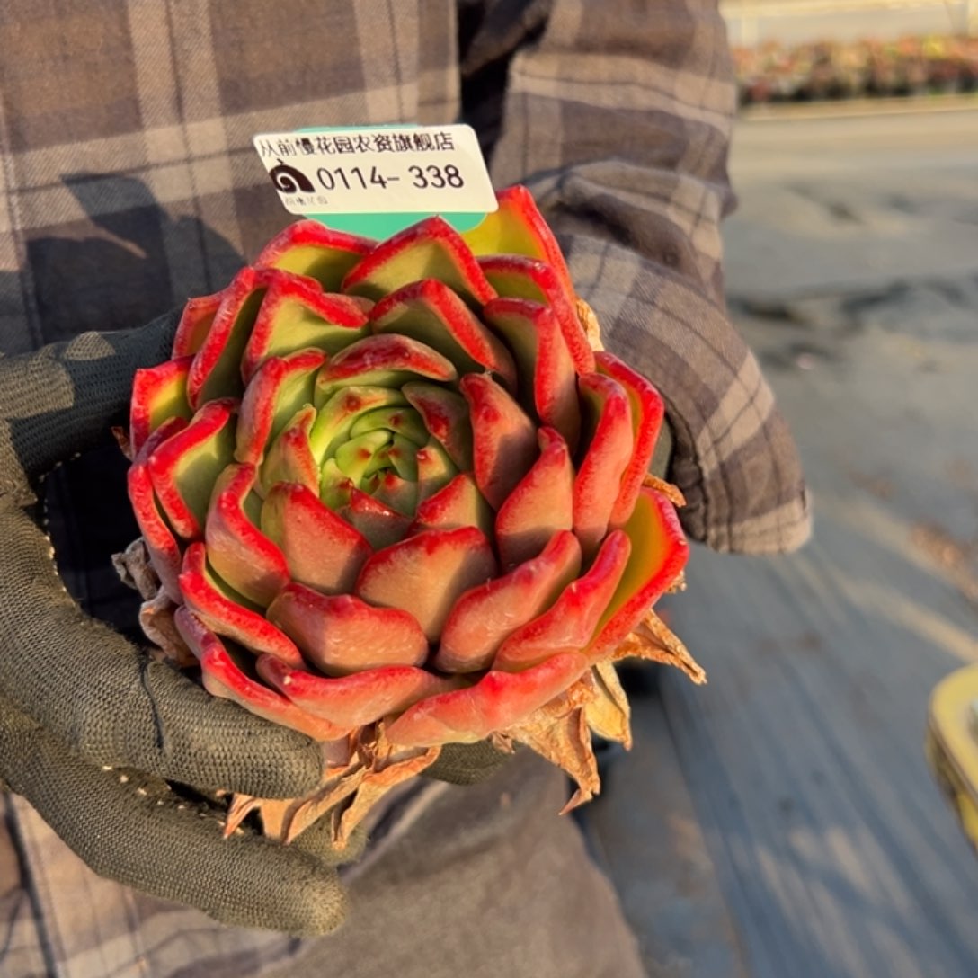 多肉精选编号0114.338