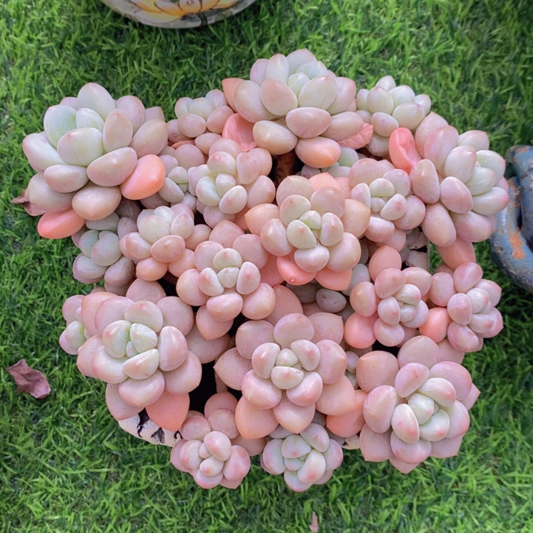 泡泡糖 一物一拍 