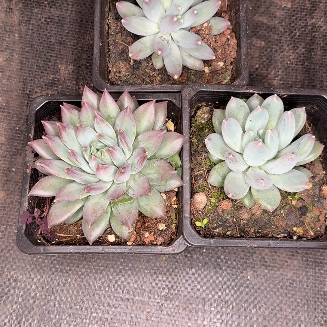 美人三颗多肉植物