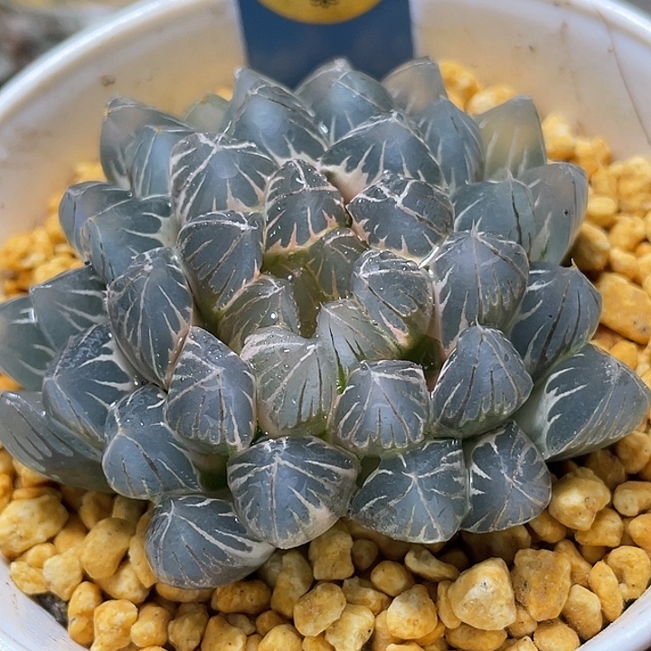 634白锦糊斑霓虹灯母本