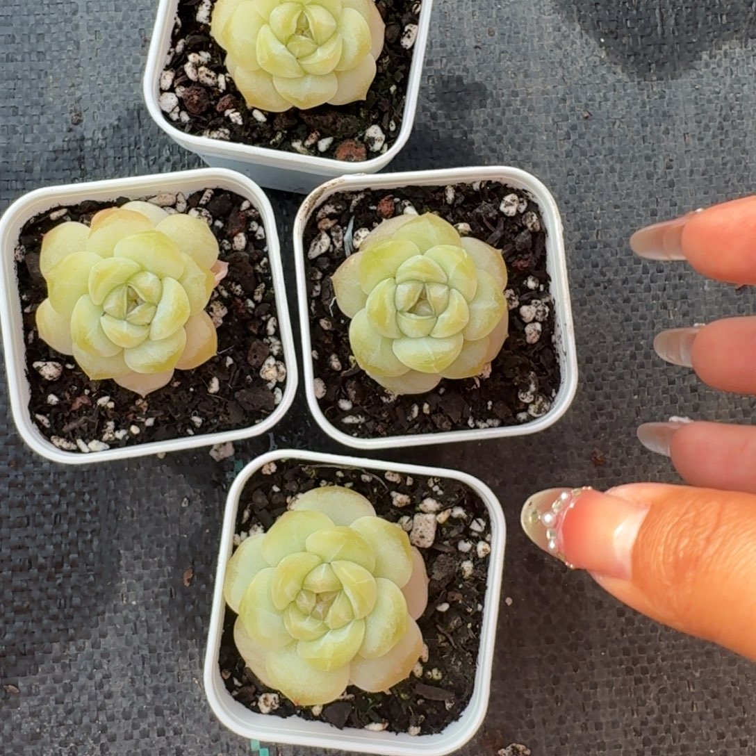 0104-014-流朱一颗量拍