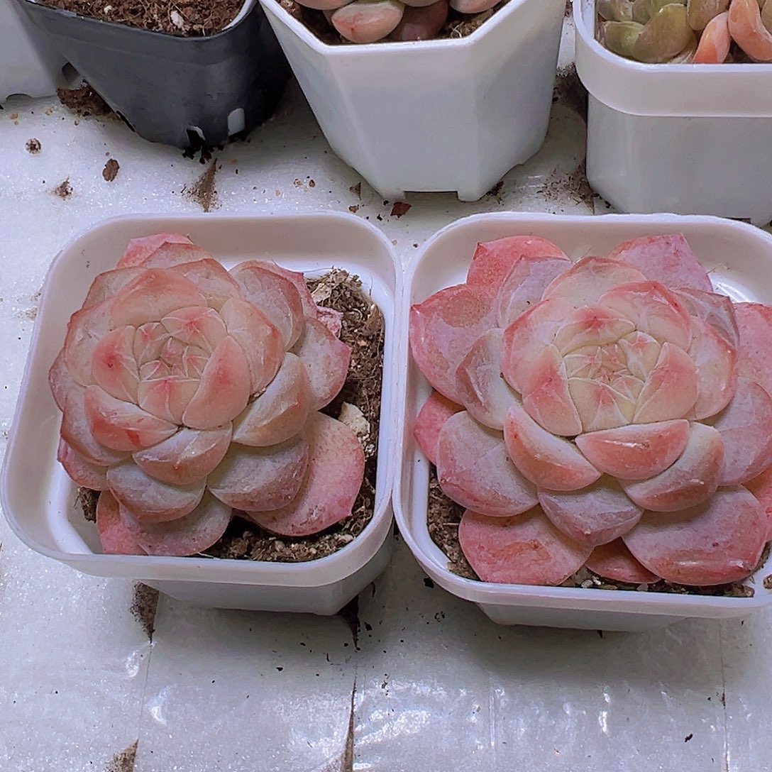 黛玉冰魄19包邮多肉植物