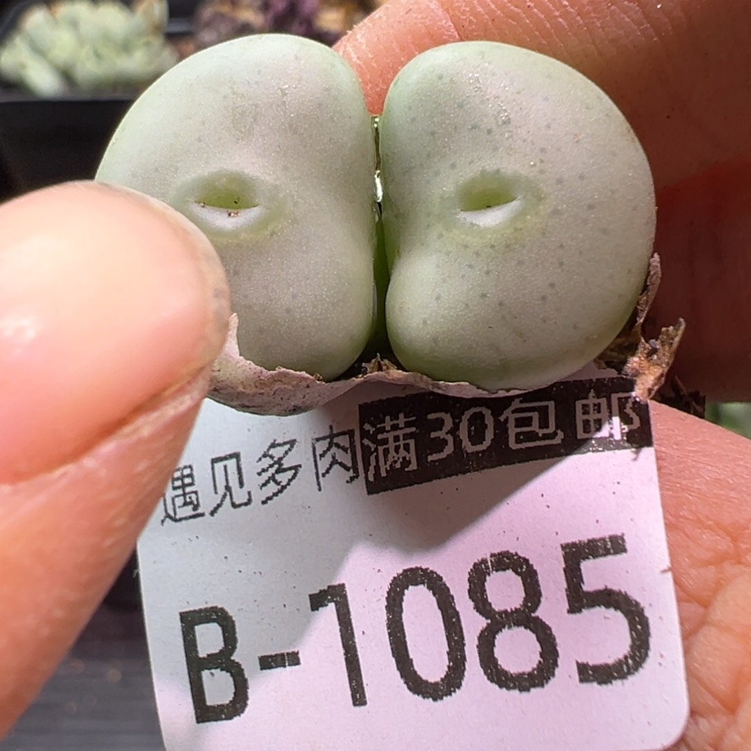 多肉植物1111111111111