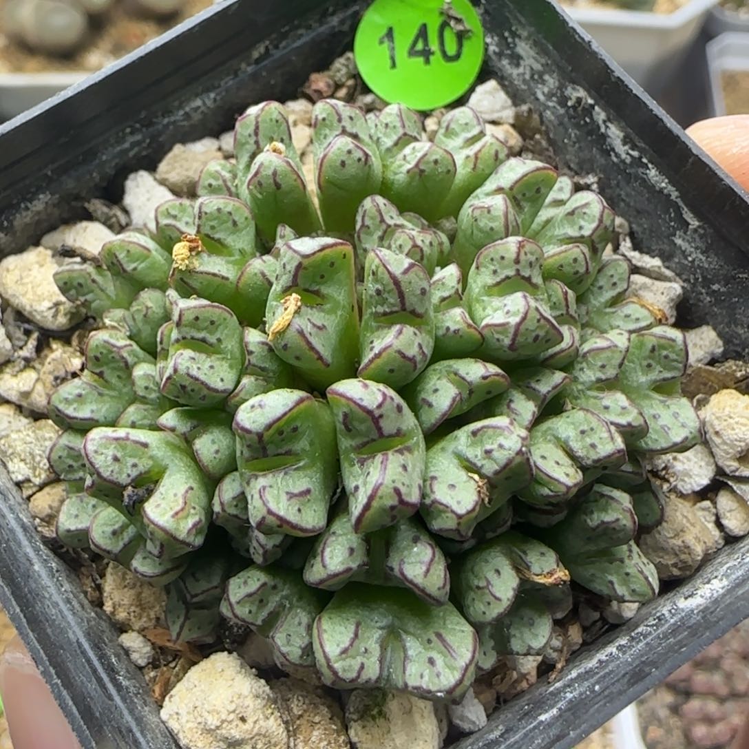 漂漂亮亮多肉植物140