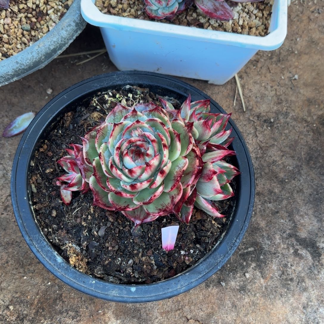 星***月哈哈哈哈哈哈哈哈哈哈哈哈