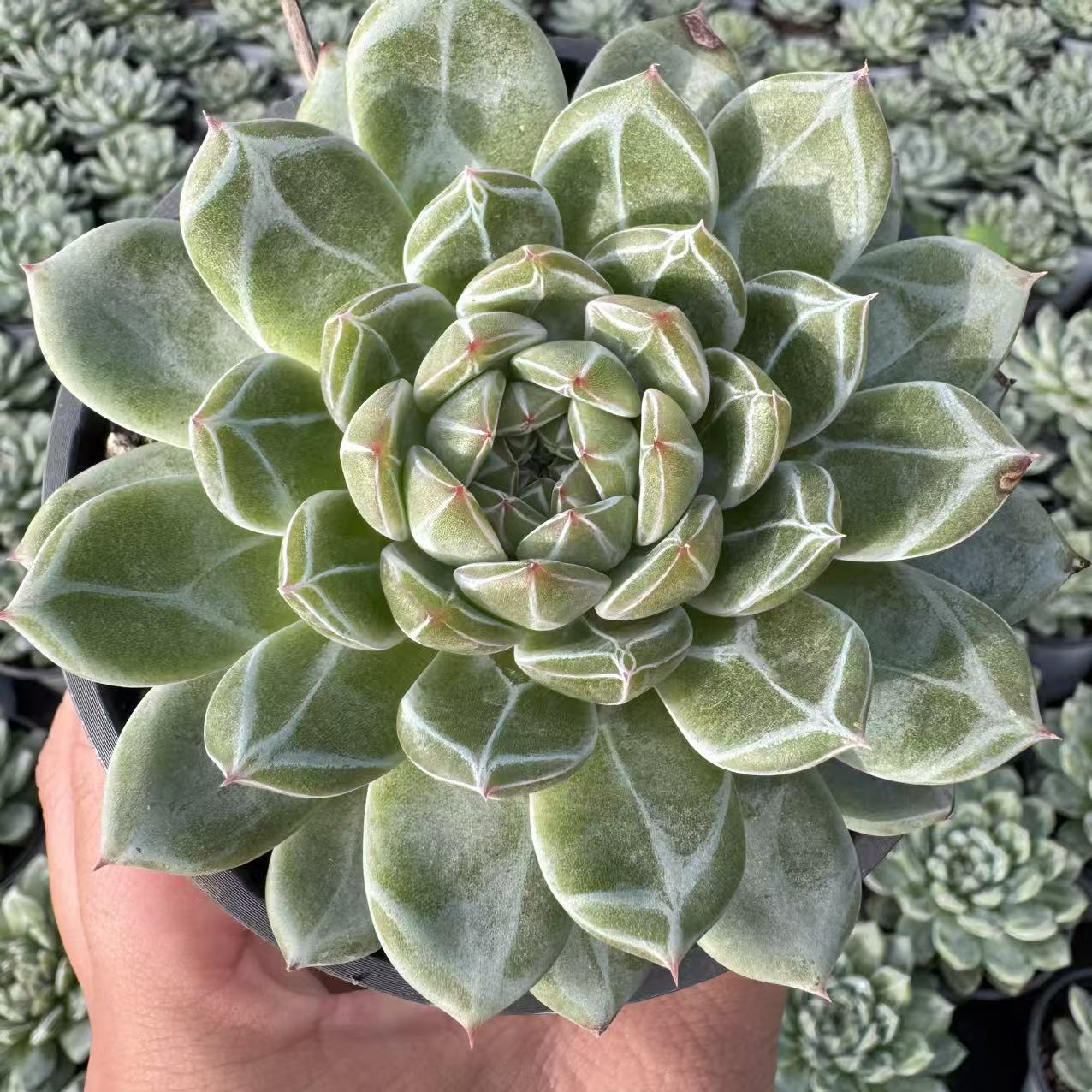 076-雪花珍妮-从前慢花园东云系多肉植物