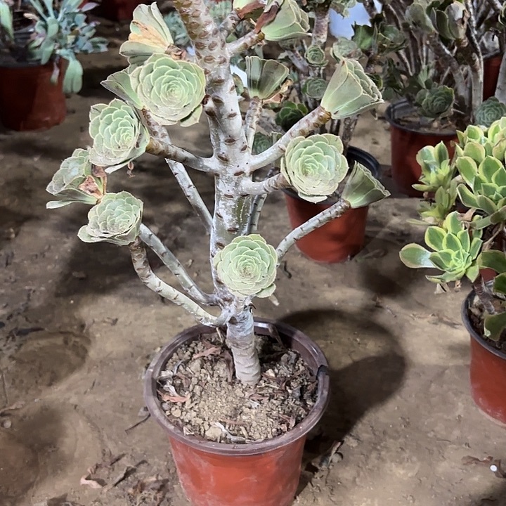 鱼***哥多肉植物原始绿63
