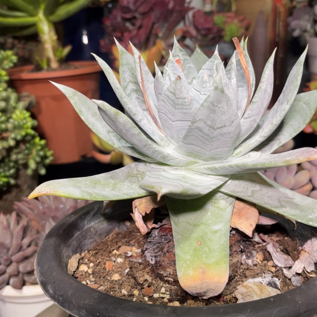 好姑娘多肉园艺，雪山