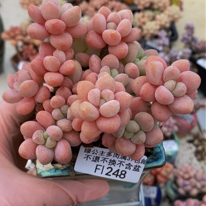 鱼子酱老桩9cm248多肉植物