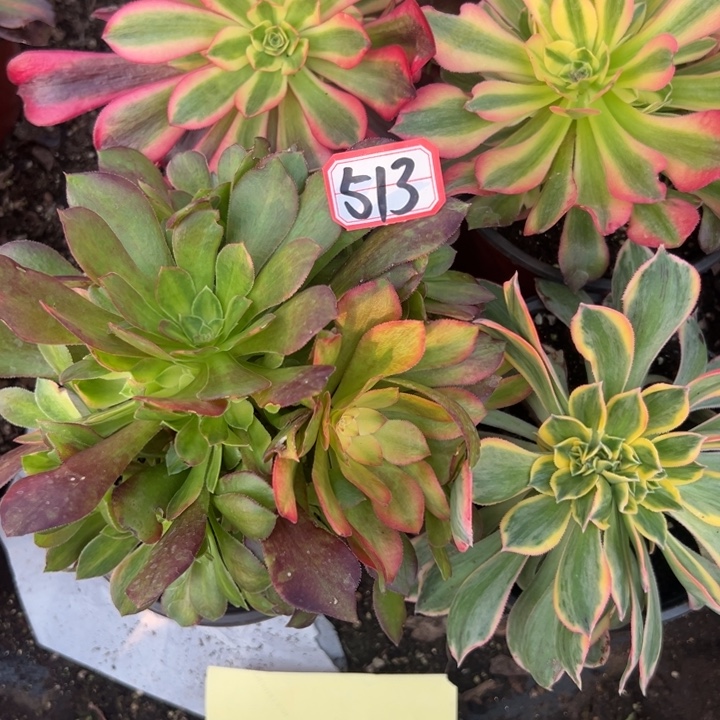 多肉植物513不售后