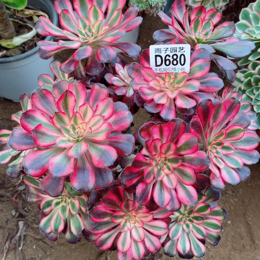 680丽娜雨子多肉植物