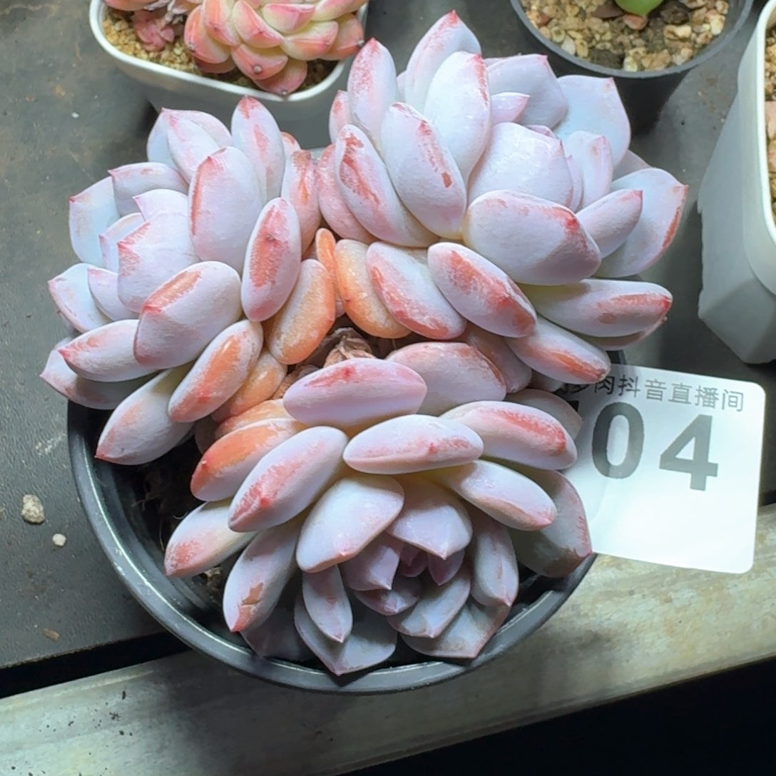 星星橙         多肉植物