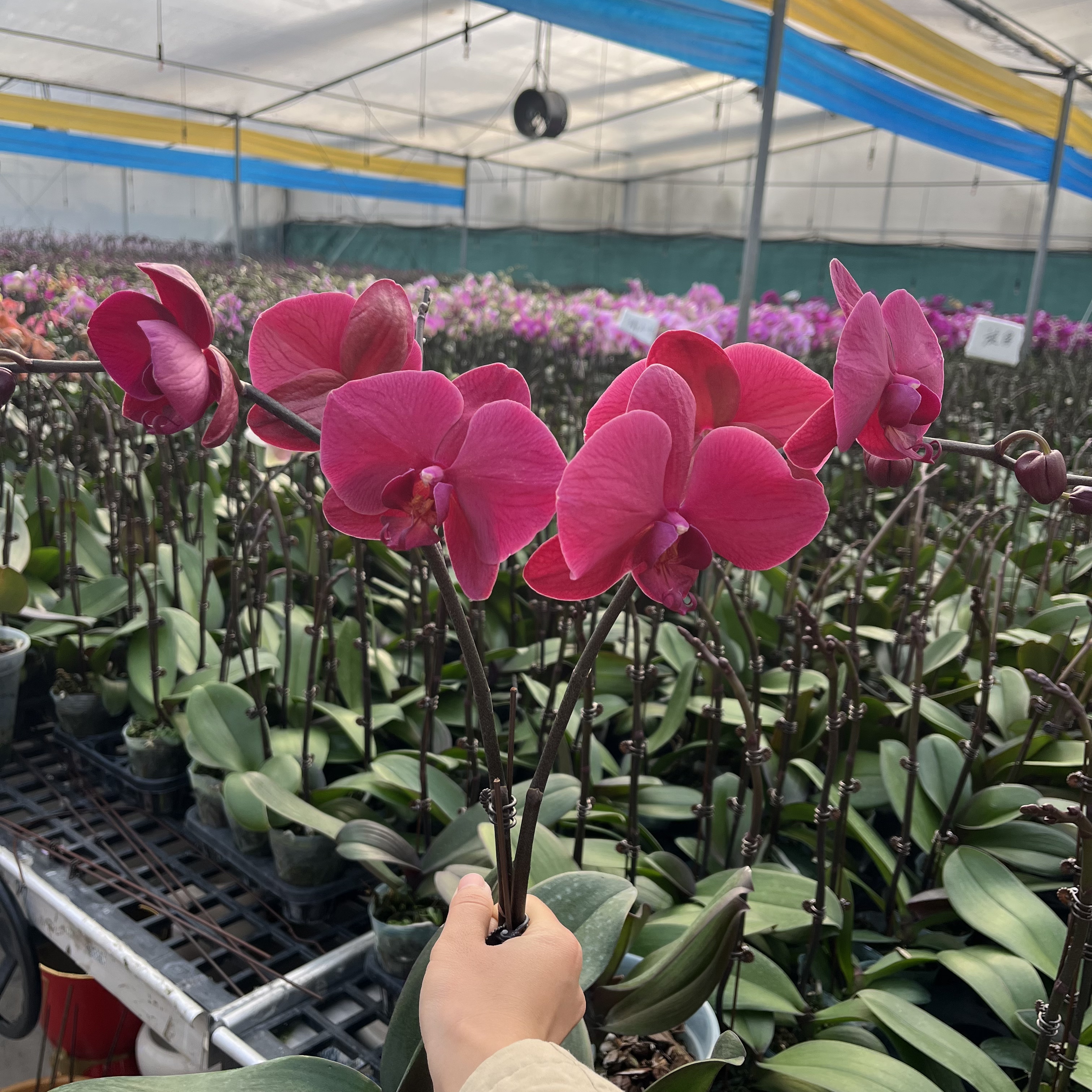 A+【洋洋得意】蝴蝶兰 3.0寸杯 有花带花苞 喜事乔迁送礼懒人花