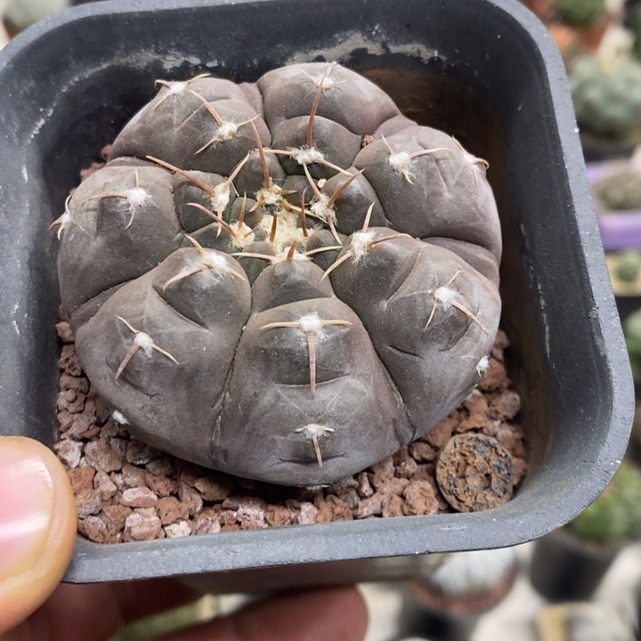 实生铅皮特价福利