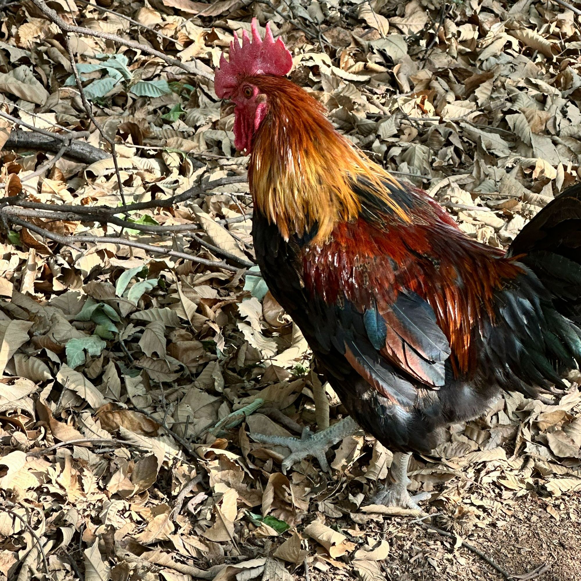 【H】红瑶五彩黑脚跑山大公鸡