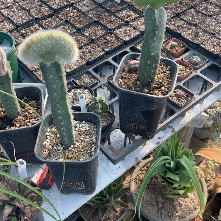 你***一完全开放2颗嫁接脱土发