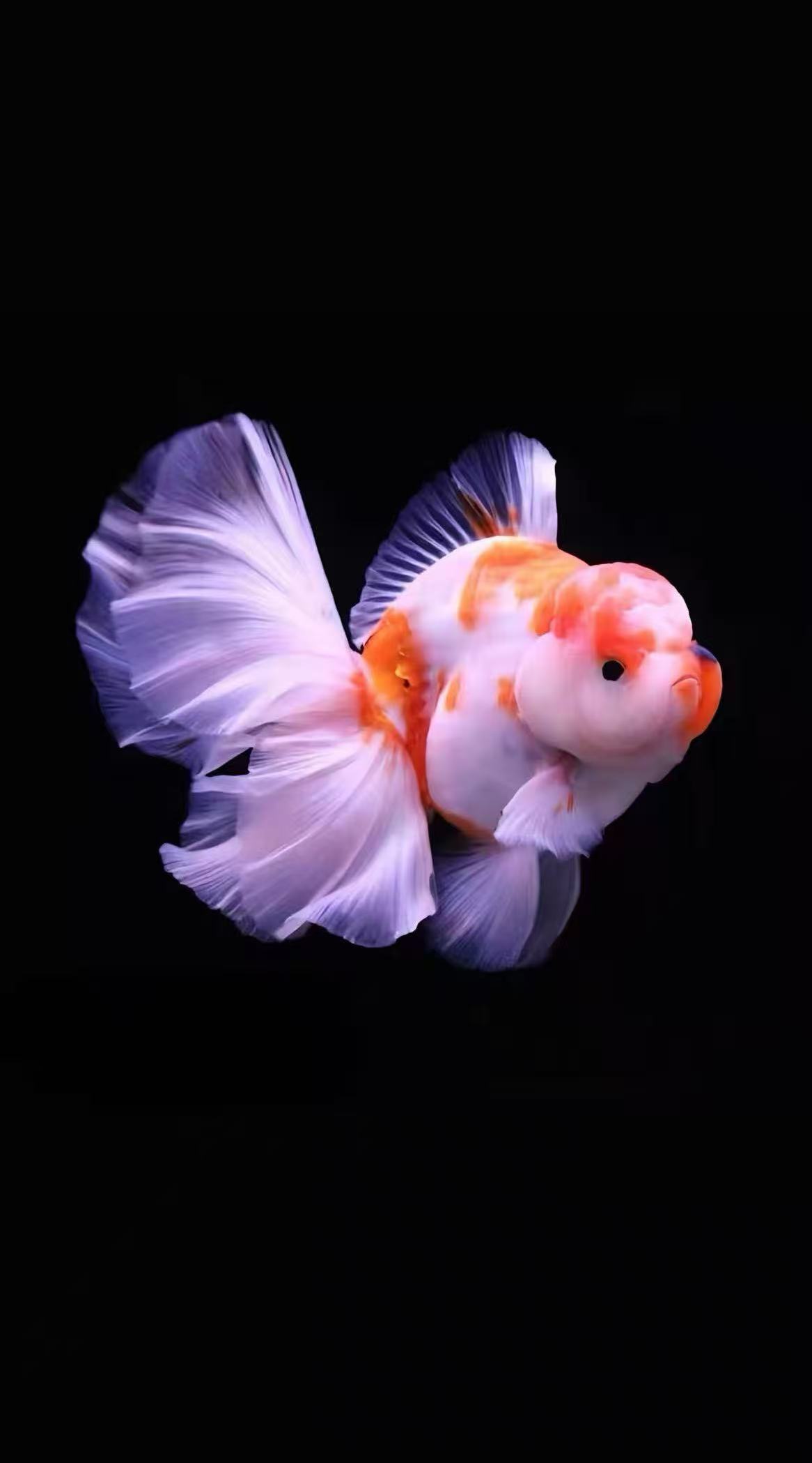 元宝国狮泰狮龙睛鎏金冷水淡水观赏鱼好养耐活寓意招财