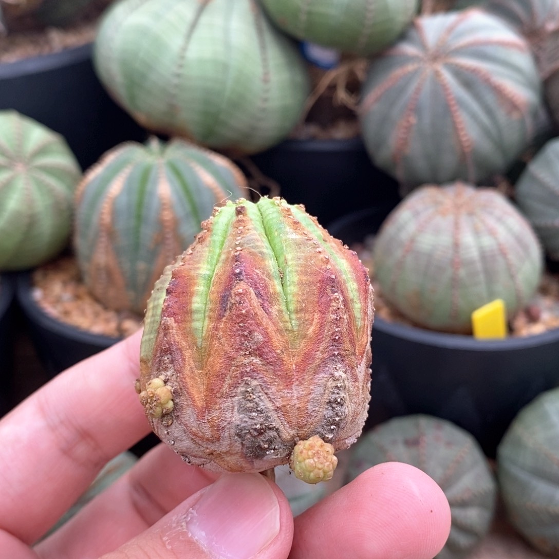 5 欧系实生布纹球多肉植物