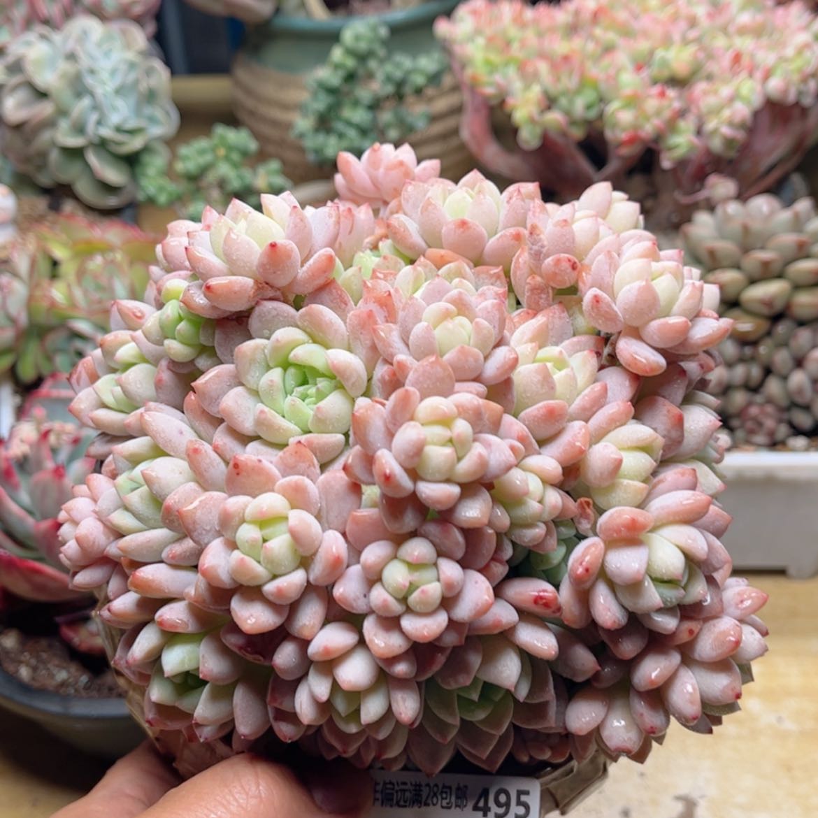 【闪购商品】495桃酥