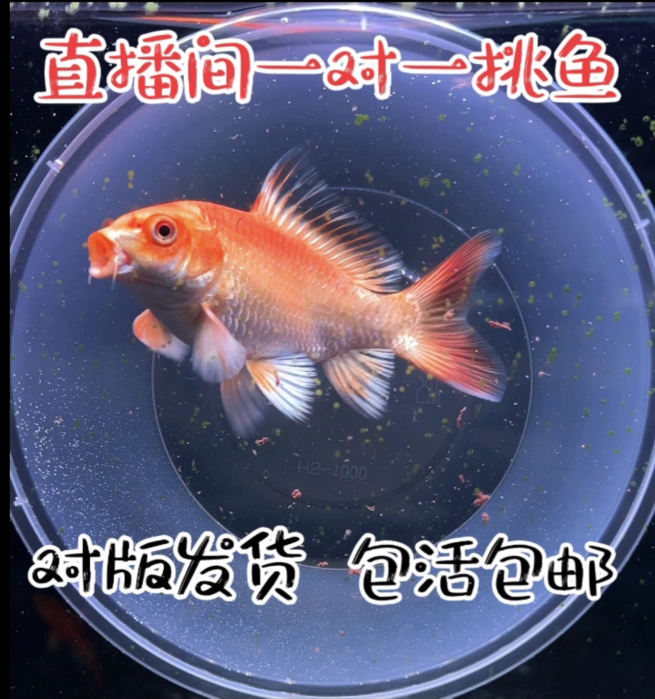 红色蝴蝶鲤一鱼一价