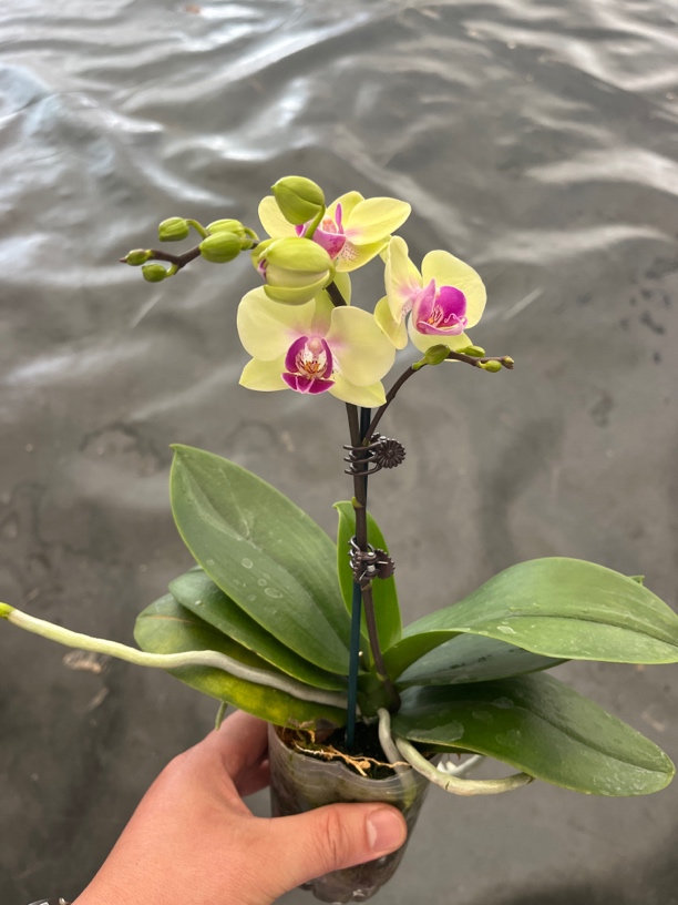 鲜花《小青梅》蝴蝶兰云南源头基地直发