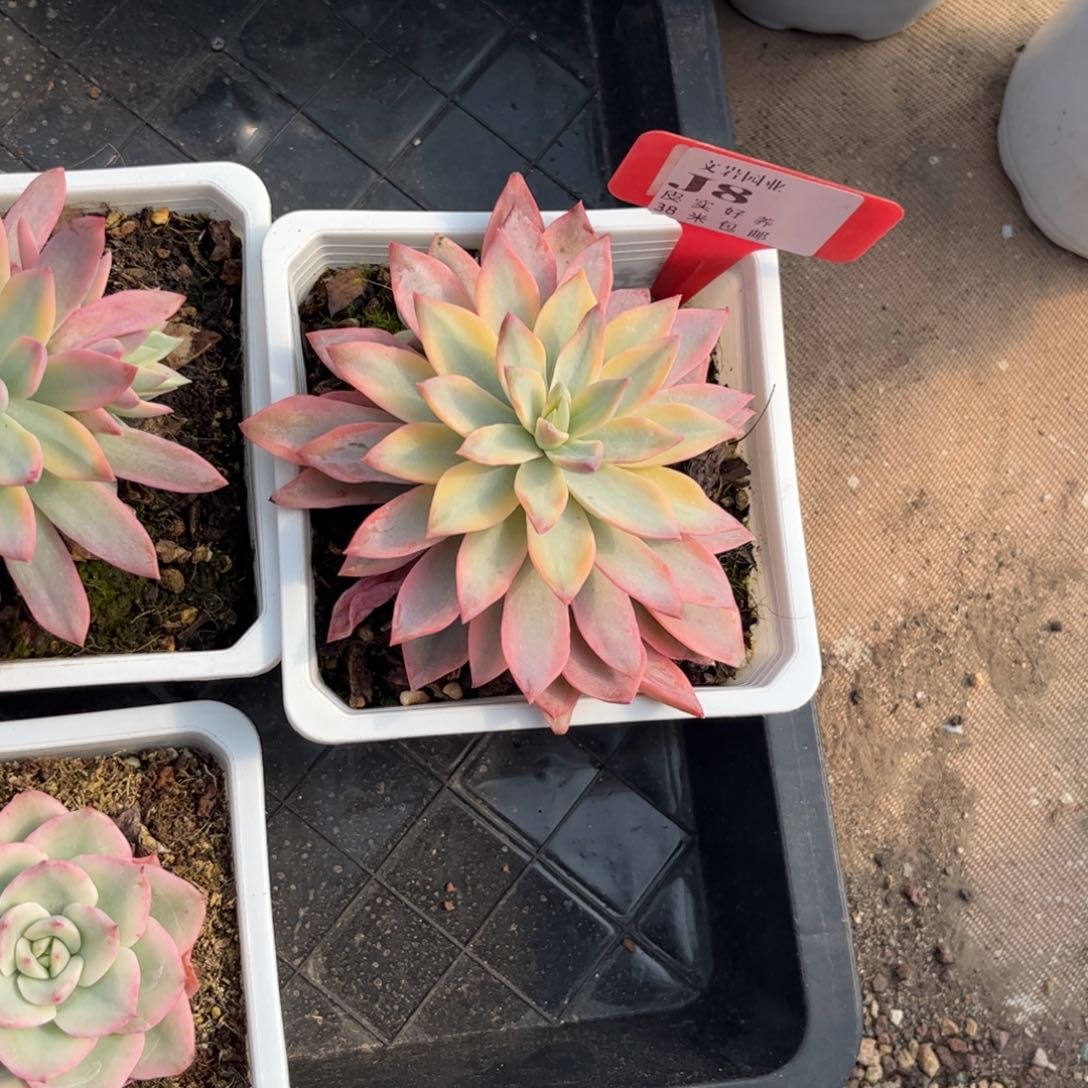 住****妞多肉植物111111