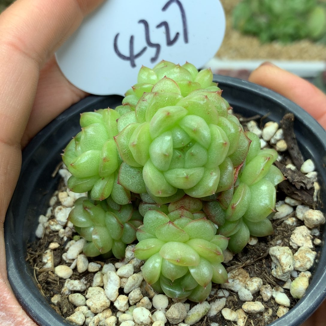 灯泡珍妮无砍群4327