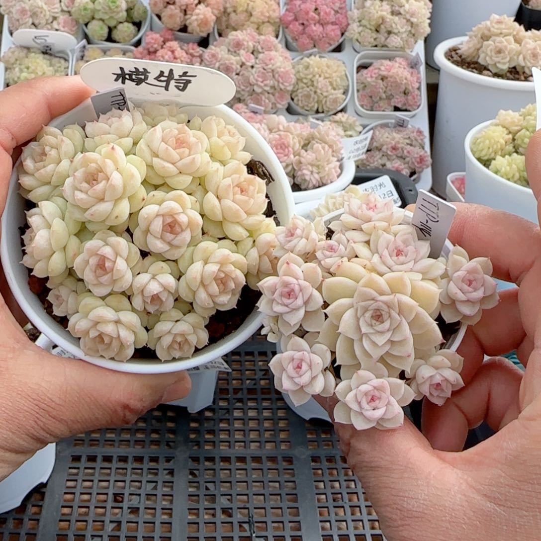 【闪购商品】0202-41（ttp-114）