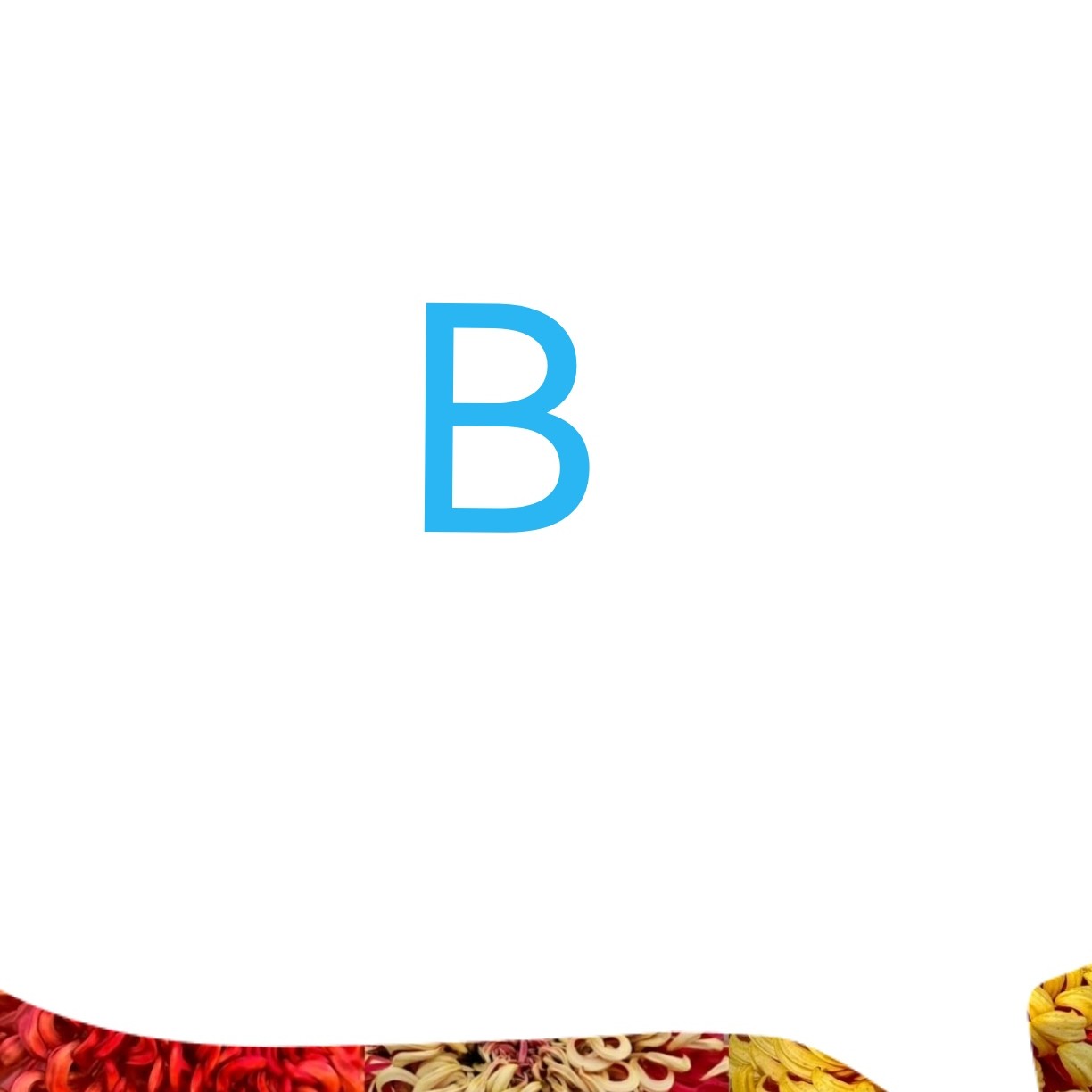 根苗母本（数字蓝B）菊花一物一拍断枝掉苞不售后