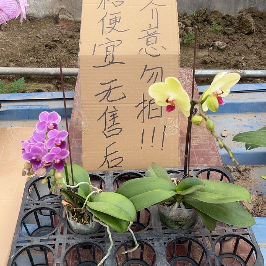 巫***云完全开放蝴蝶兰2个 不售后