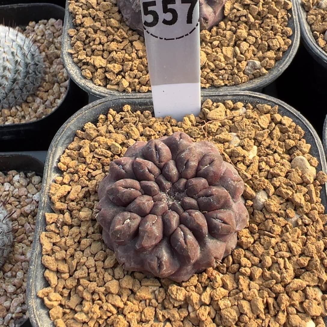 雷头玉仙人球多肉植物557