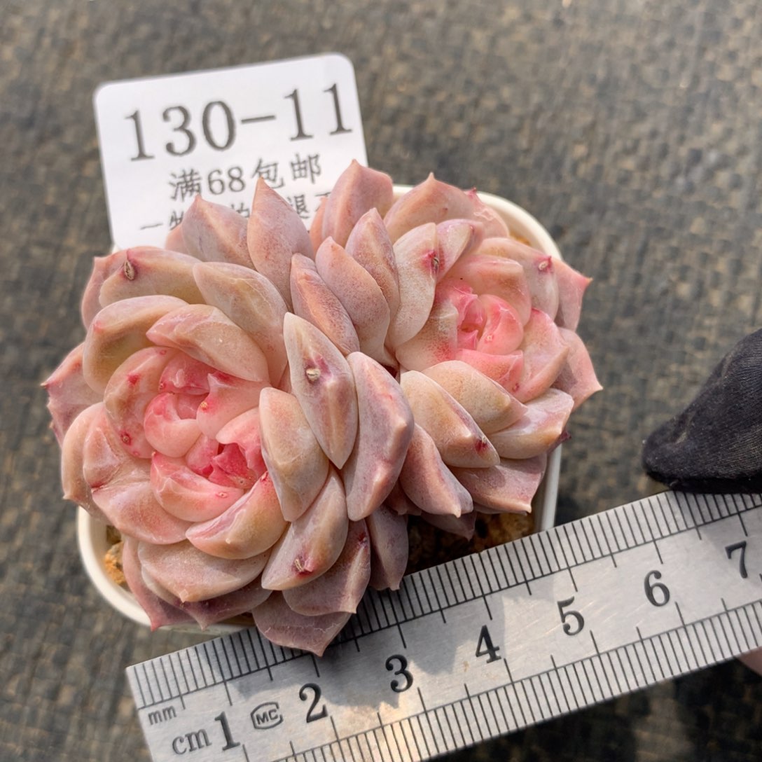 11。梦幻泡影。满六八包邮。