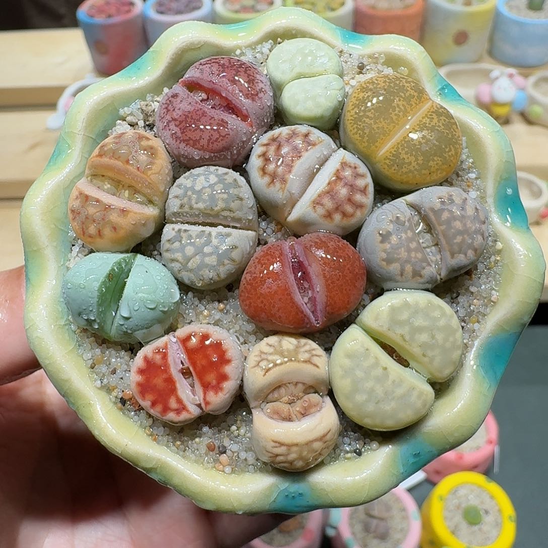 红陶蘑菇454彩拼