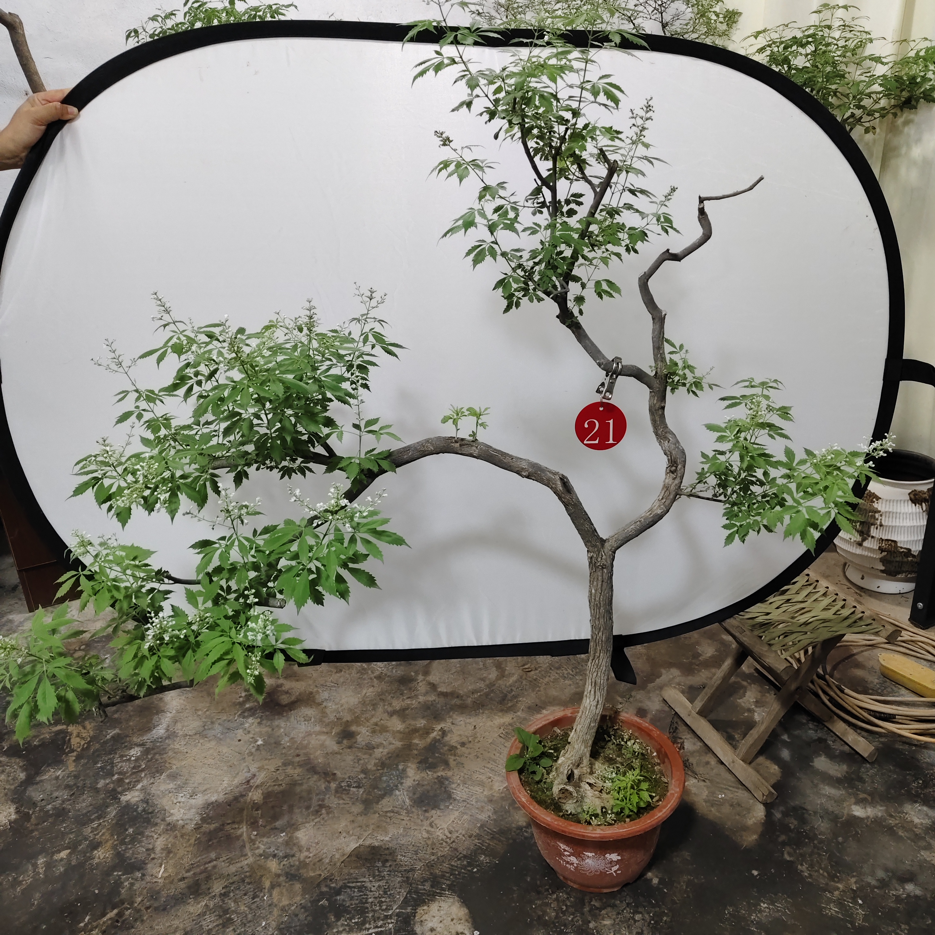 小叶黄荆崖荆盆景素材庭院易活直播间下单（一物一拍不包邮）
