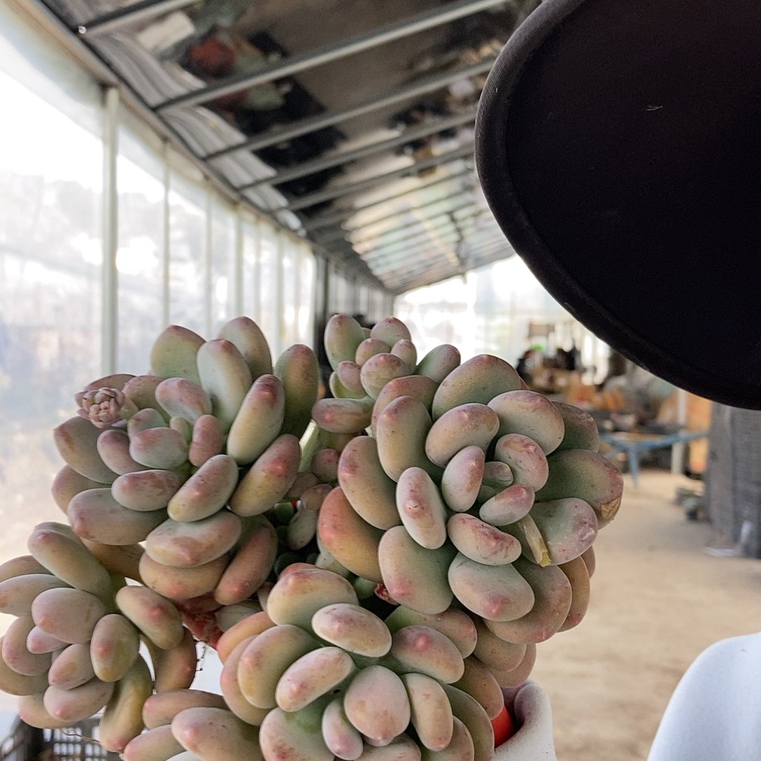 咖啡美人多头随机