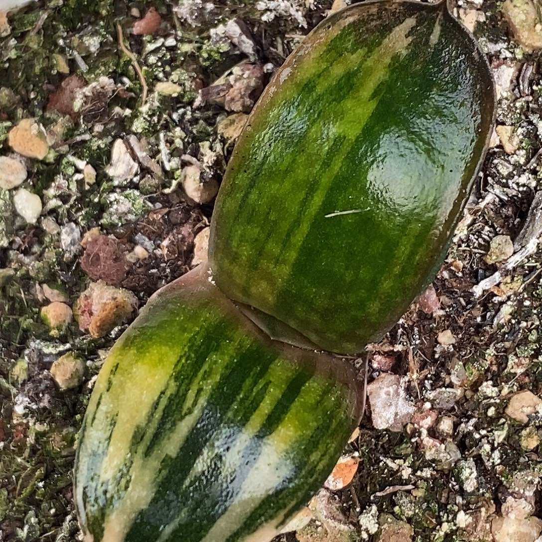 不带盆脱土裸根发货（实生）