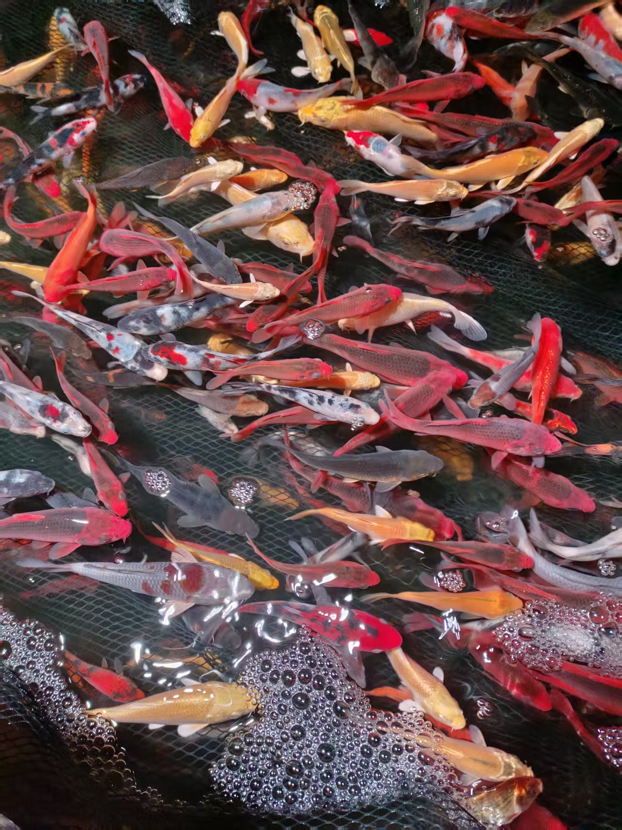 一物一拍专用链接，锦鲤活体观赏鱼，多种花色冷水鱼淡水鱼好养耐活