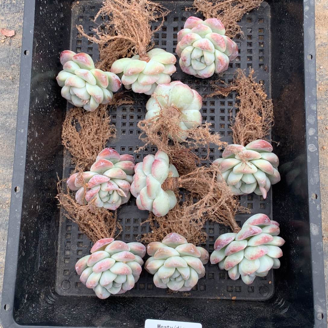 5359老桩冰玉单头5厘米左右10颗一组