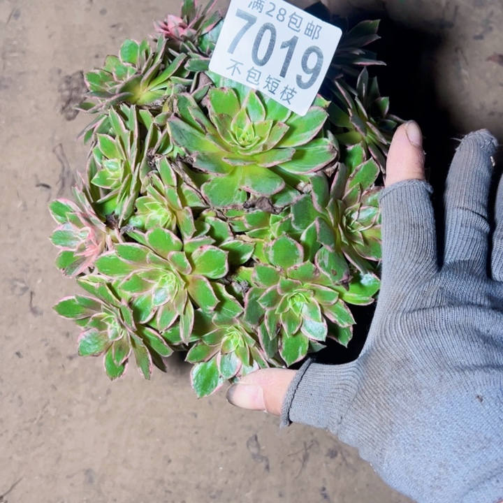 万话筒多肉植物7019
