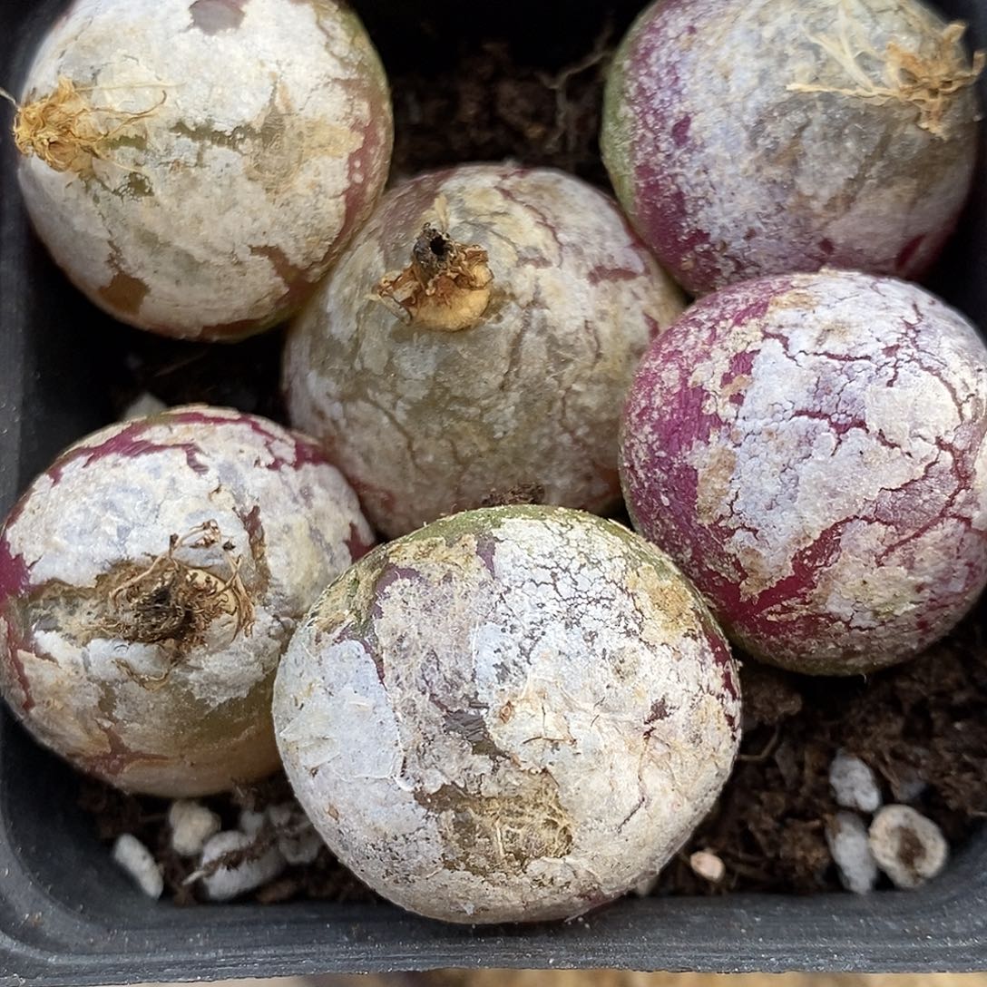 1851母本大灯泡有瑕疵一组。 