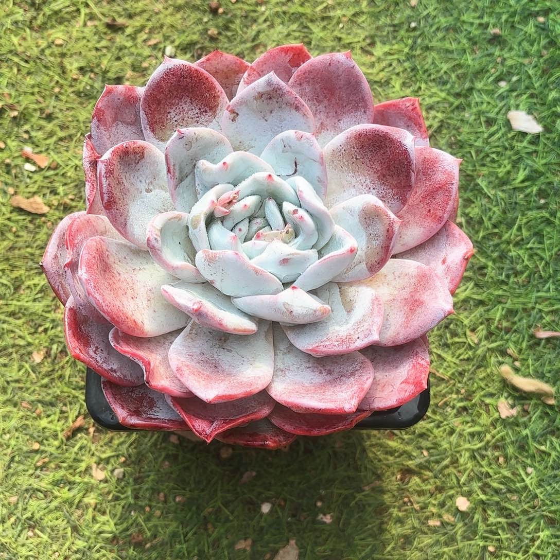 紫卡大单头多肉植物