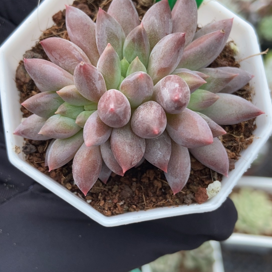 2087虞美人多肉植物