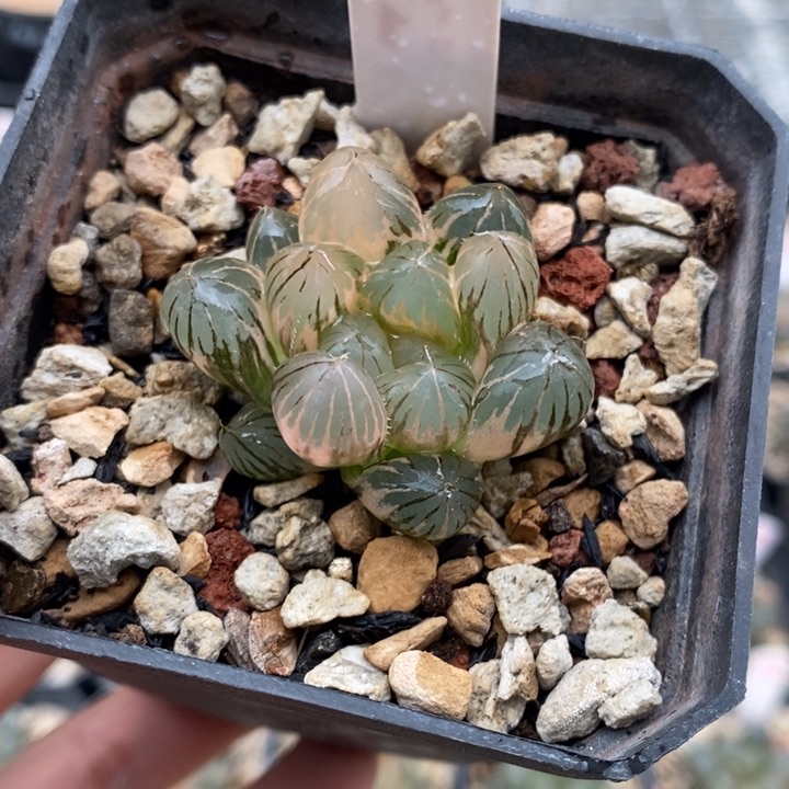 399号om玉露锦带盆发货