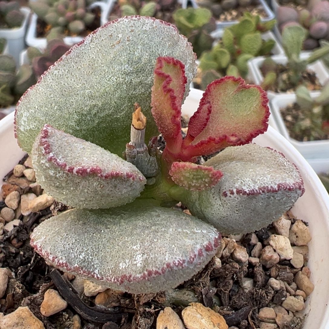 实生新品多肉植物水泡多肉植物