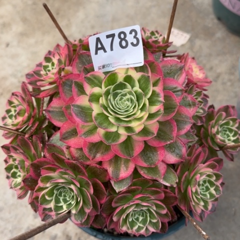 783海王20厘米左右