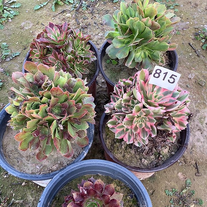 无花朵815五颗多肉外北